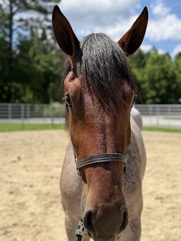 17-hand-draft-mare