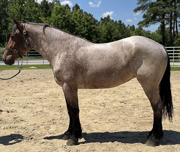blue-roan-mare-for-sale