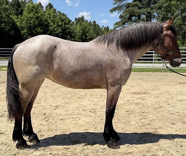 blue-roan-draft-mare