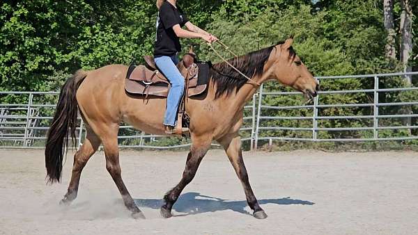 all-around-quarter-horse