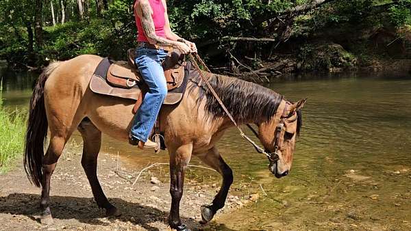 beginner-quarter-horse