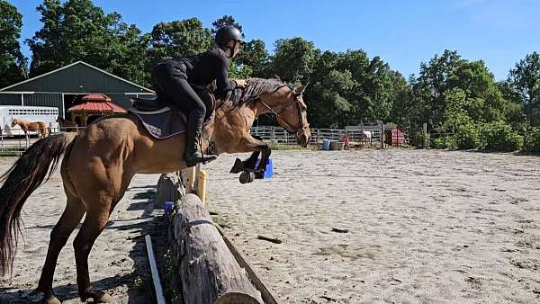 breeding-quarter-horse