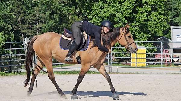 dressage-quarter-horse