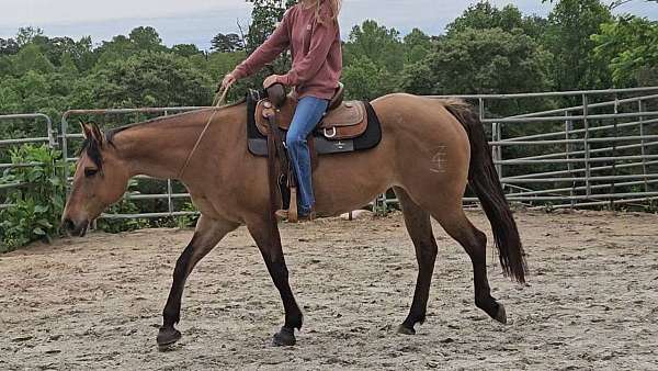 drill-team-quarter-horse