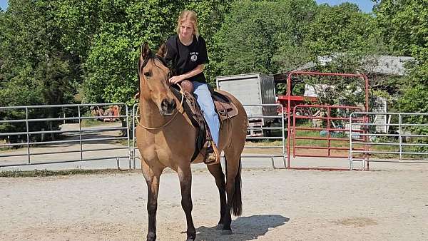 eventing-quarter-horse