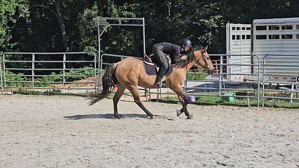 field-hunter-quarter-horse