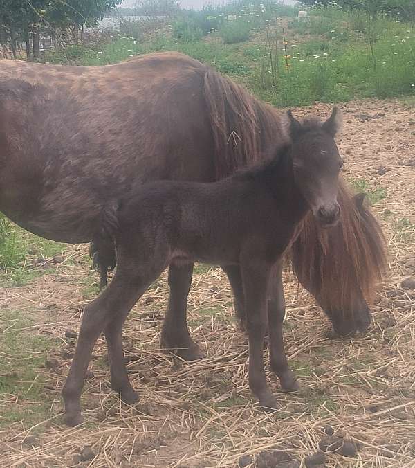5-hand-smokey-black-horse