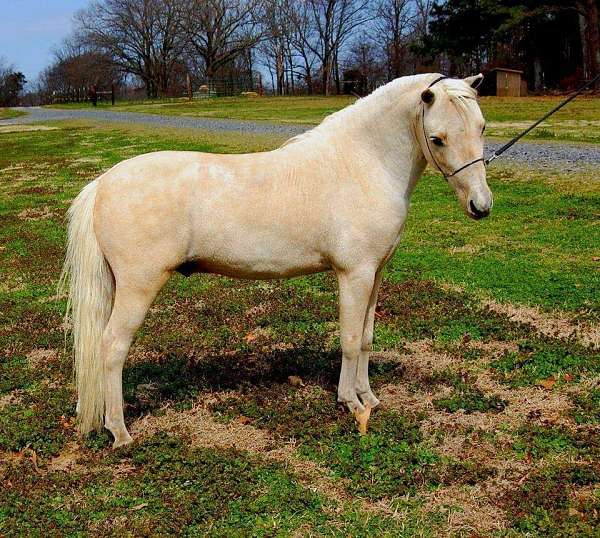 palomino-champion-stallion-horse