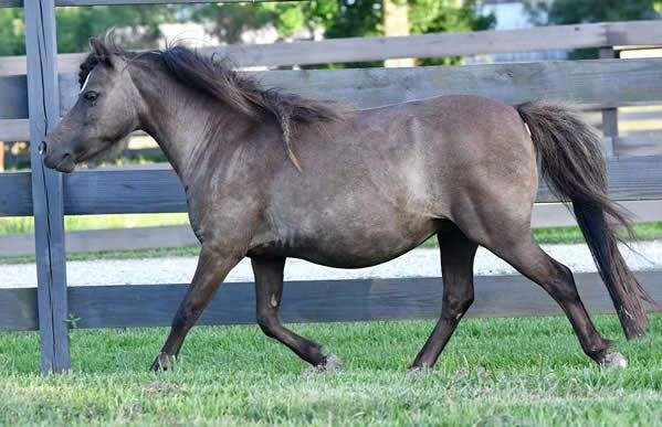 sabino-champion-stallion-horse