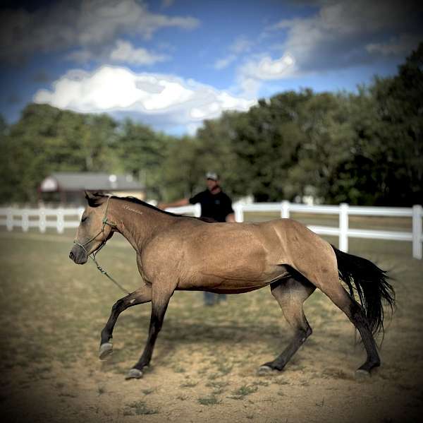 carts-mustang-horse