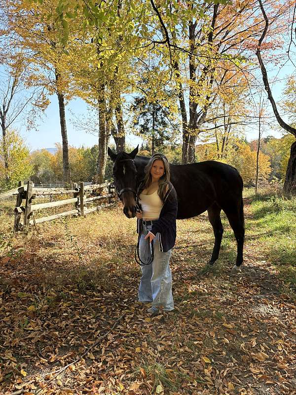 showmanshi-horse
