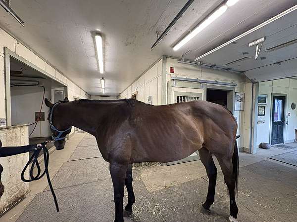 hunter-thoroughbred-horse