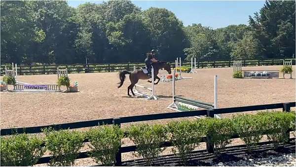 jumper-thoroughbred-horse