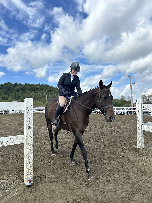 english-thoroughbred-horse