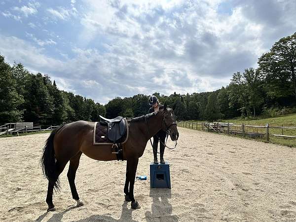 all-around-thoroughbred-horse
