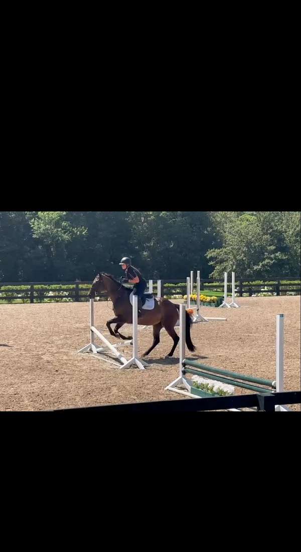 athletic-thoroughbred-horse