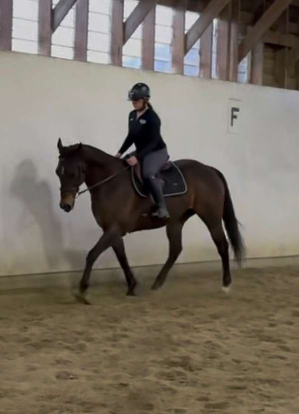 barrel-thoroughbred-horse
