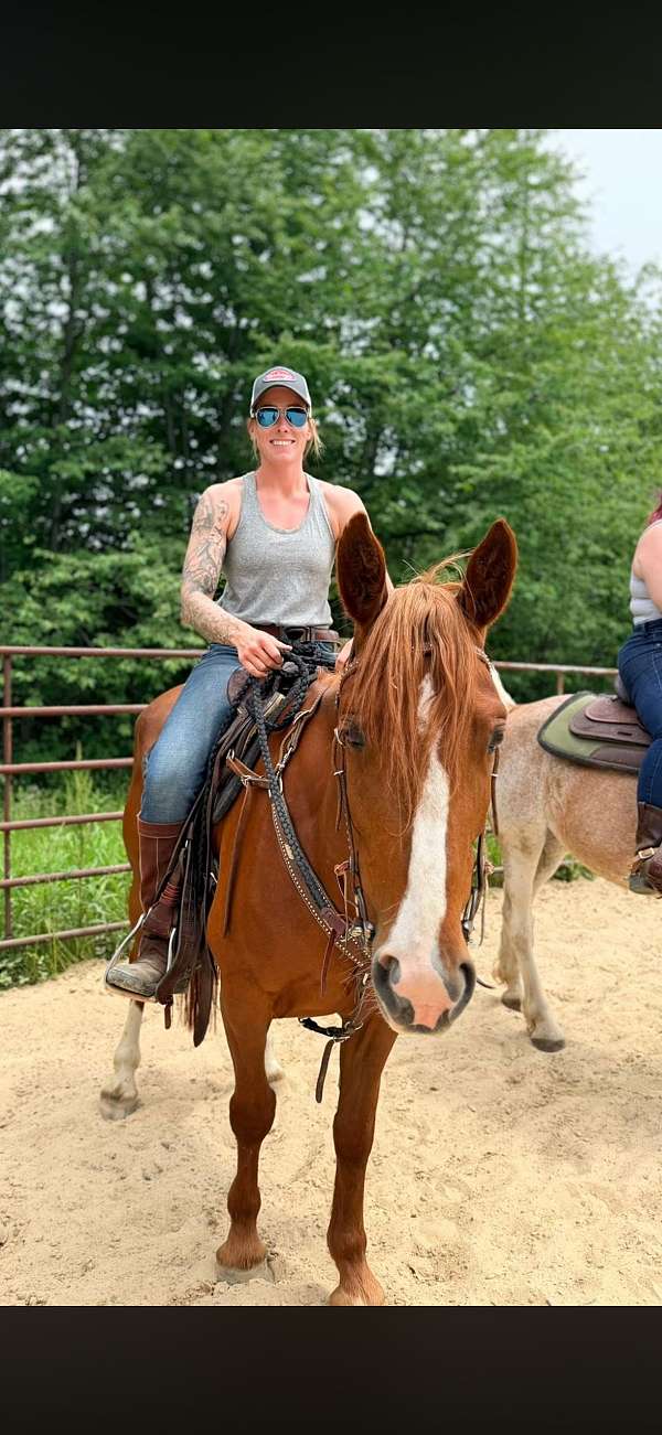 bridle-mustang-horse