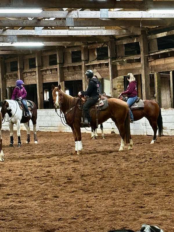 bridleless-mustang-horse