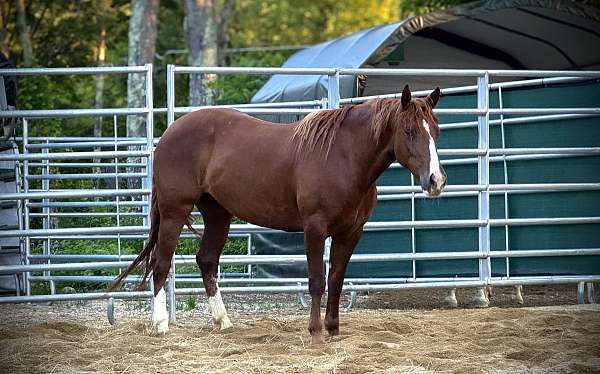animals-mustang-horse