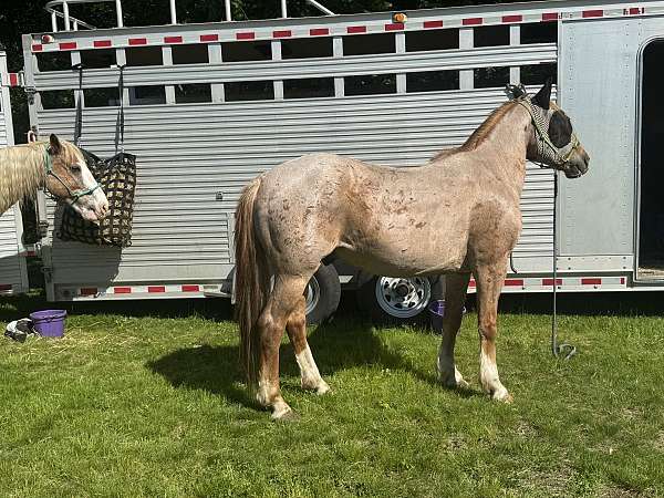 barrel-prospect-mustang-horse