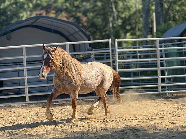 red-roan-lh-stocking-horse