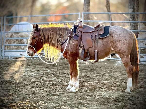 barrels-mustang-horse