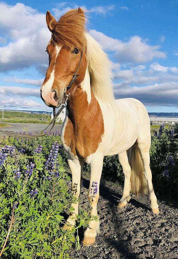 beginner-icelandic-horse