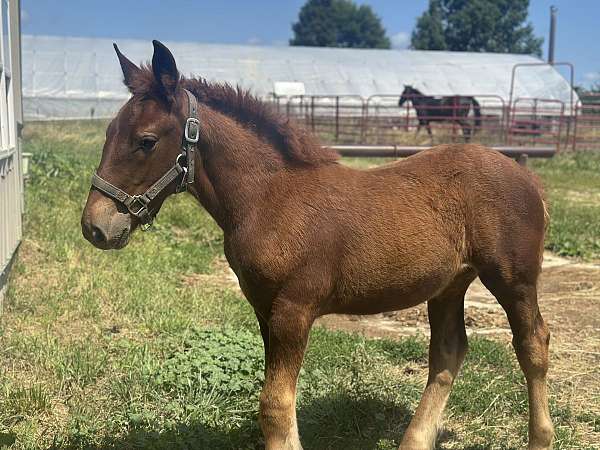 draft-horse