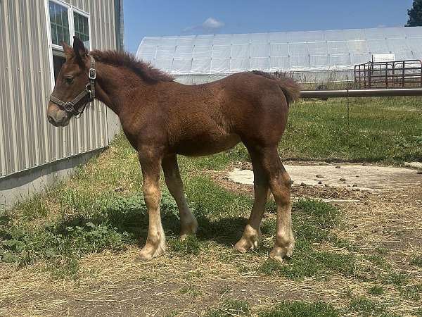 draft-filly