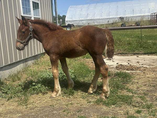 draft-horse-for-sale