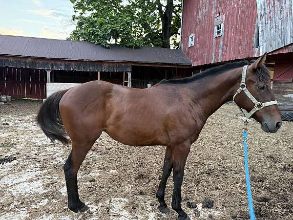 fame-appendix-horse