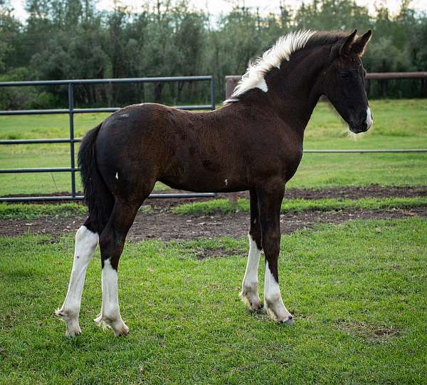 eventing-barock-pinto-horse