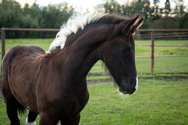 friesian-sporthorse-barock-pinto-horse