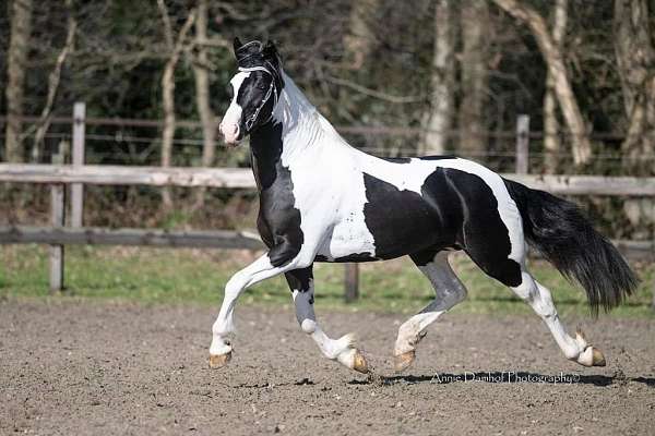friesian-cross-barock-pinto-horse