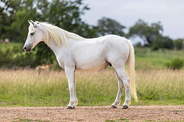 all-around-pony