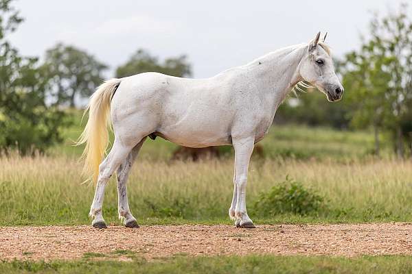 athletic-pony