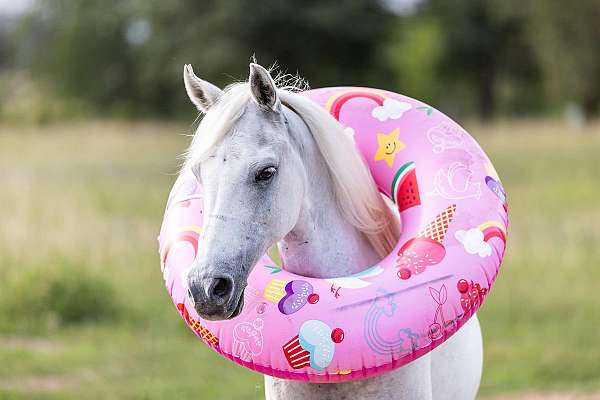 beginner-pony
