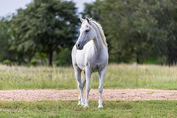 endurance-pony