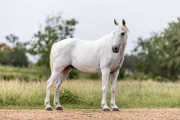 experienced-pony