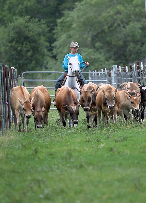 ranch-pony