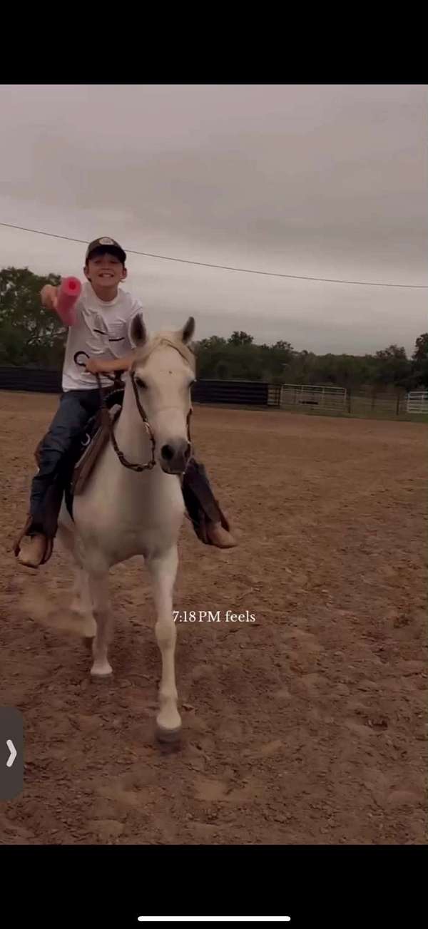 ranch-versatility-pony