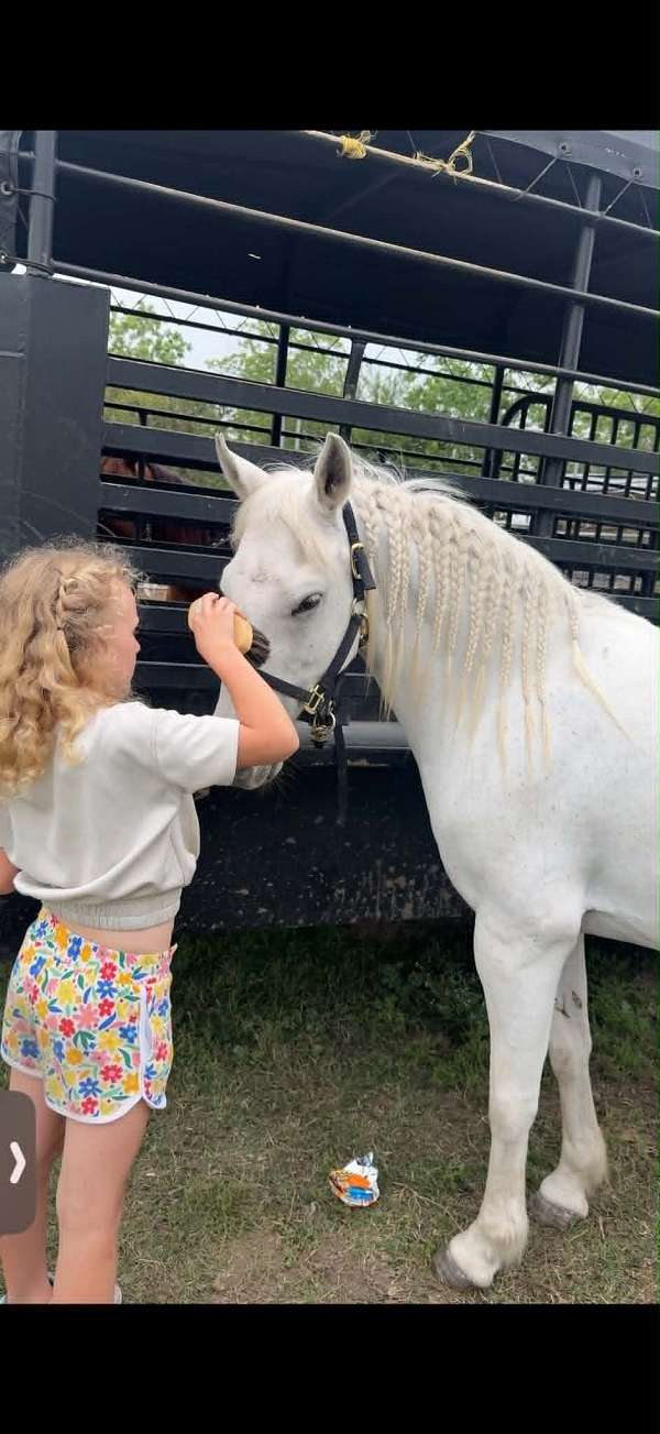 roping-pony