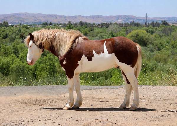 pinto-ranch-versatility-pony