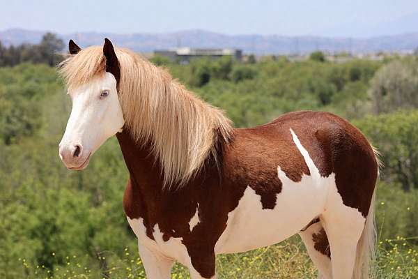 all-around-pony
