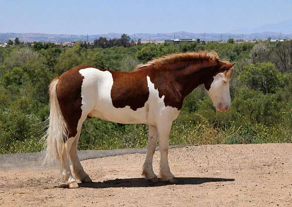 athletic-pony