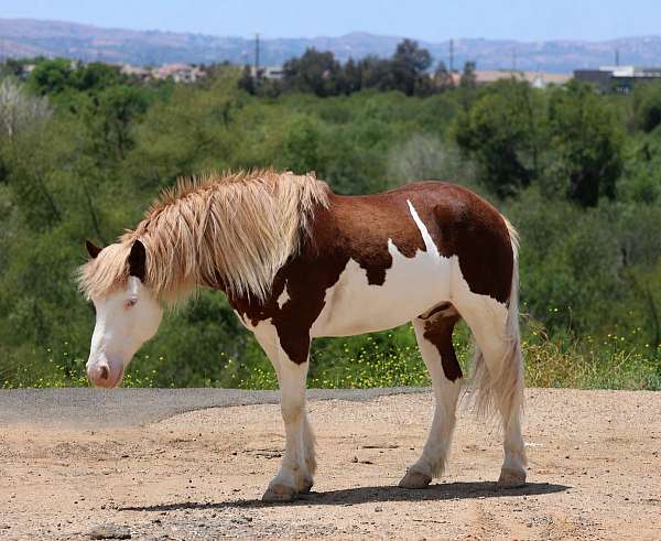 beginner-pony
