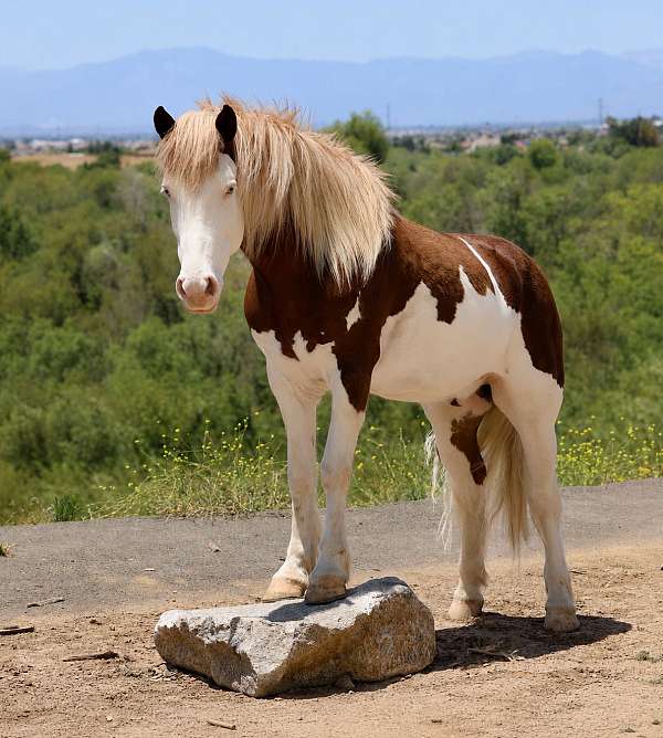 endurance-pony