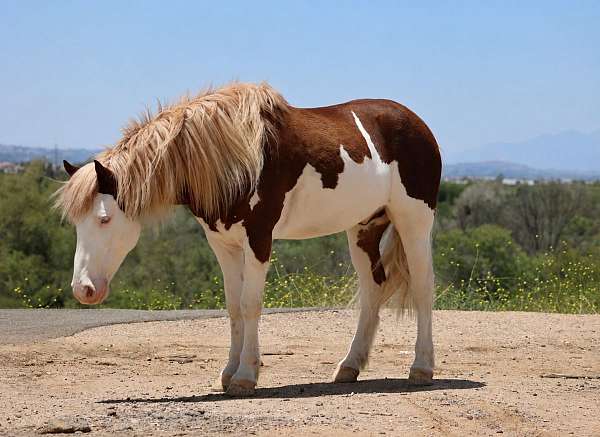 flashy-pony