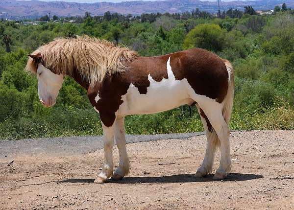 flaxen-mane-pony